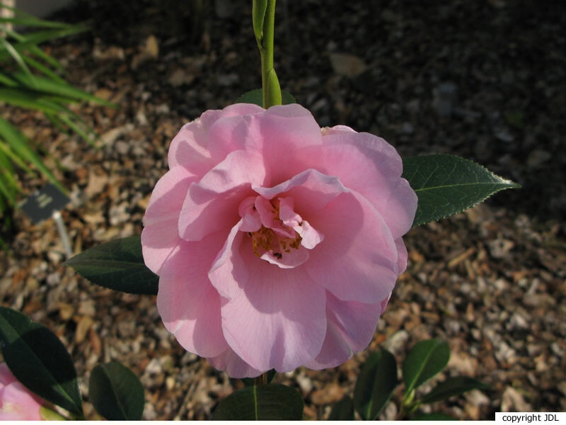 Camellia ×williamsii W.W.Sm. 'Charles Colbert' (C.japonica × C.saluenensis)