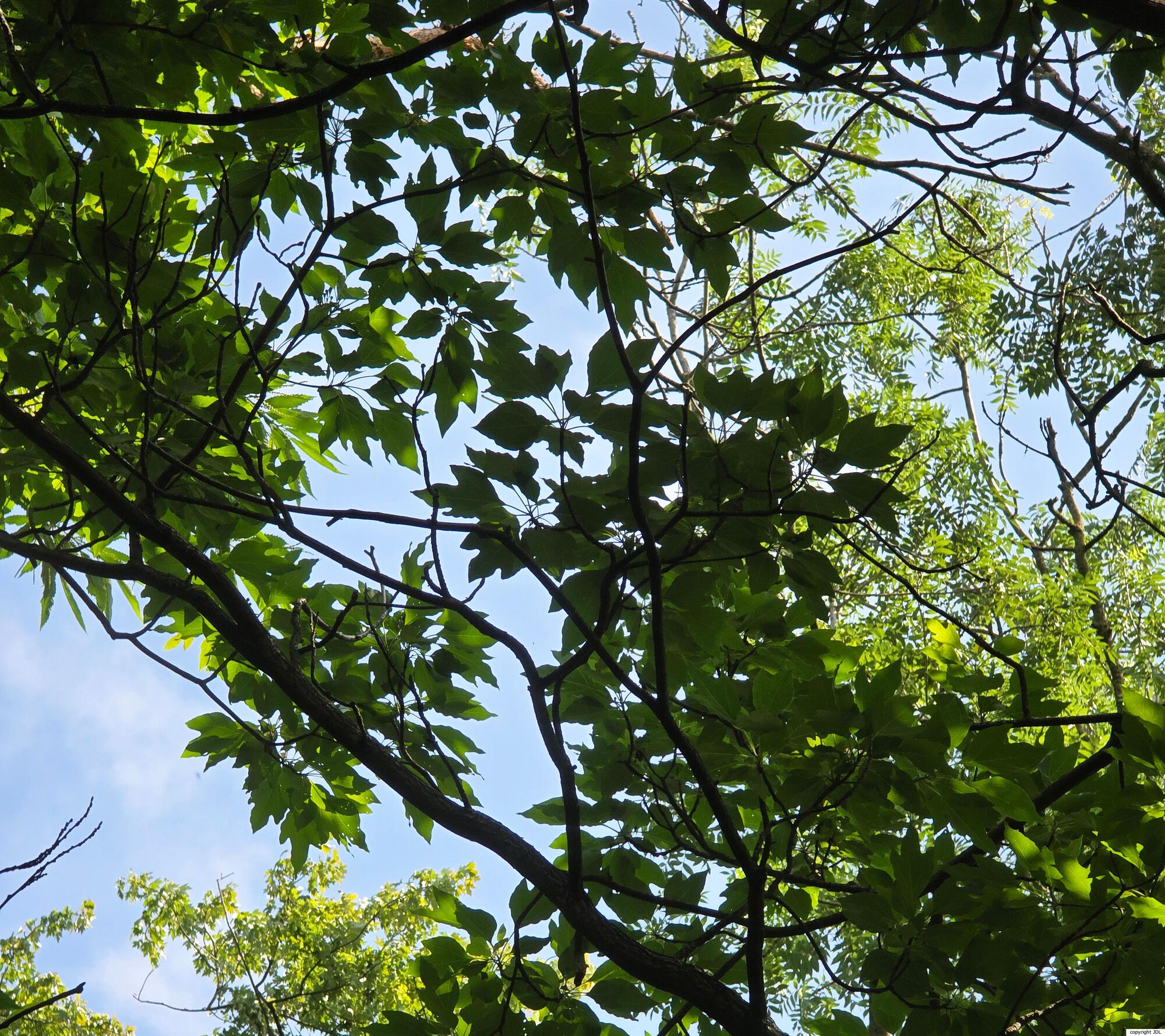 Sassafras tzumu (Hemsl.) Hemsl.