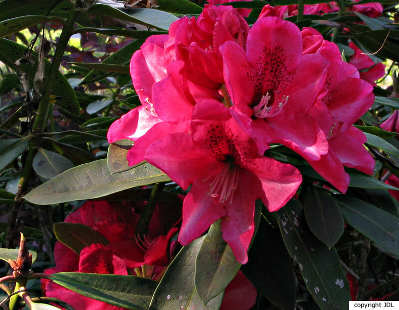 Rhododendron 'Walloper' (R. 'Anna' × R. 'Marinus Koster')