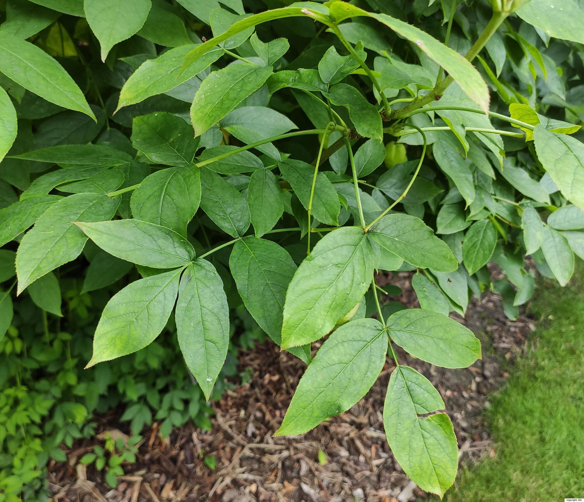 Staphylea colchica Stev.