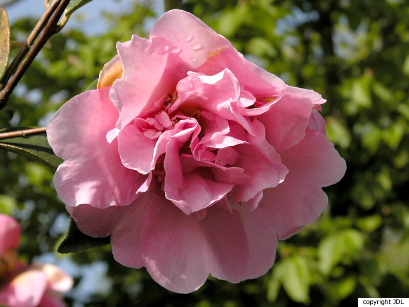 Camellia ×williamsii W.W.Sm. 'Elsie Jury' (C.japonica × C.saluenensis)