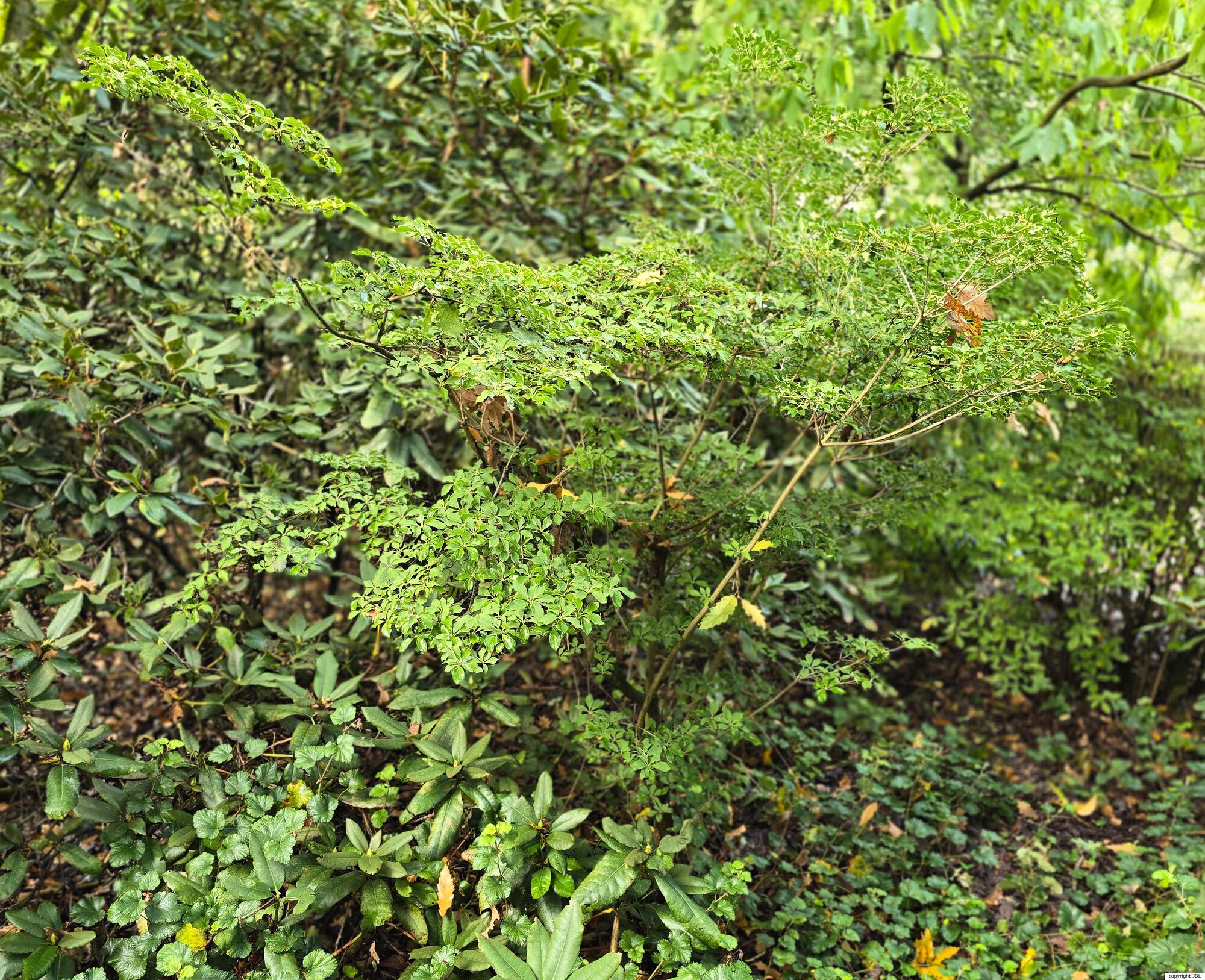 Enkianthus campanulatus (Miq.) G.Nicholson