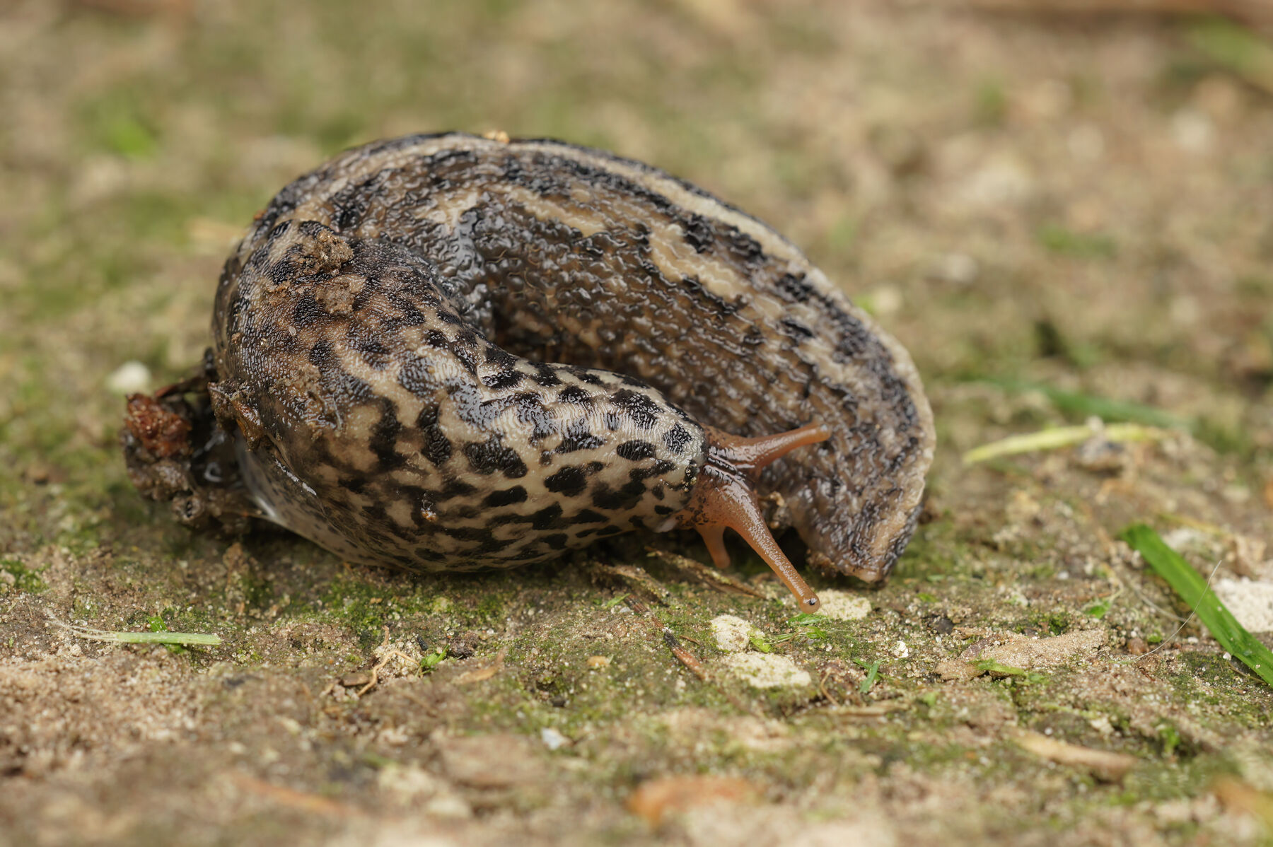 Limax maximus Linnaeus, 1758