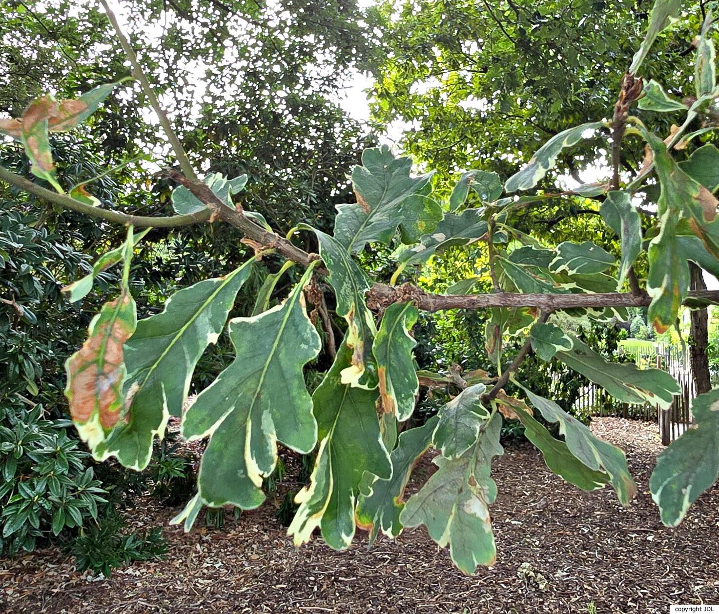 Quercus robur L. 'Argenteomarginata'