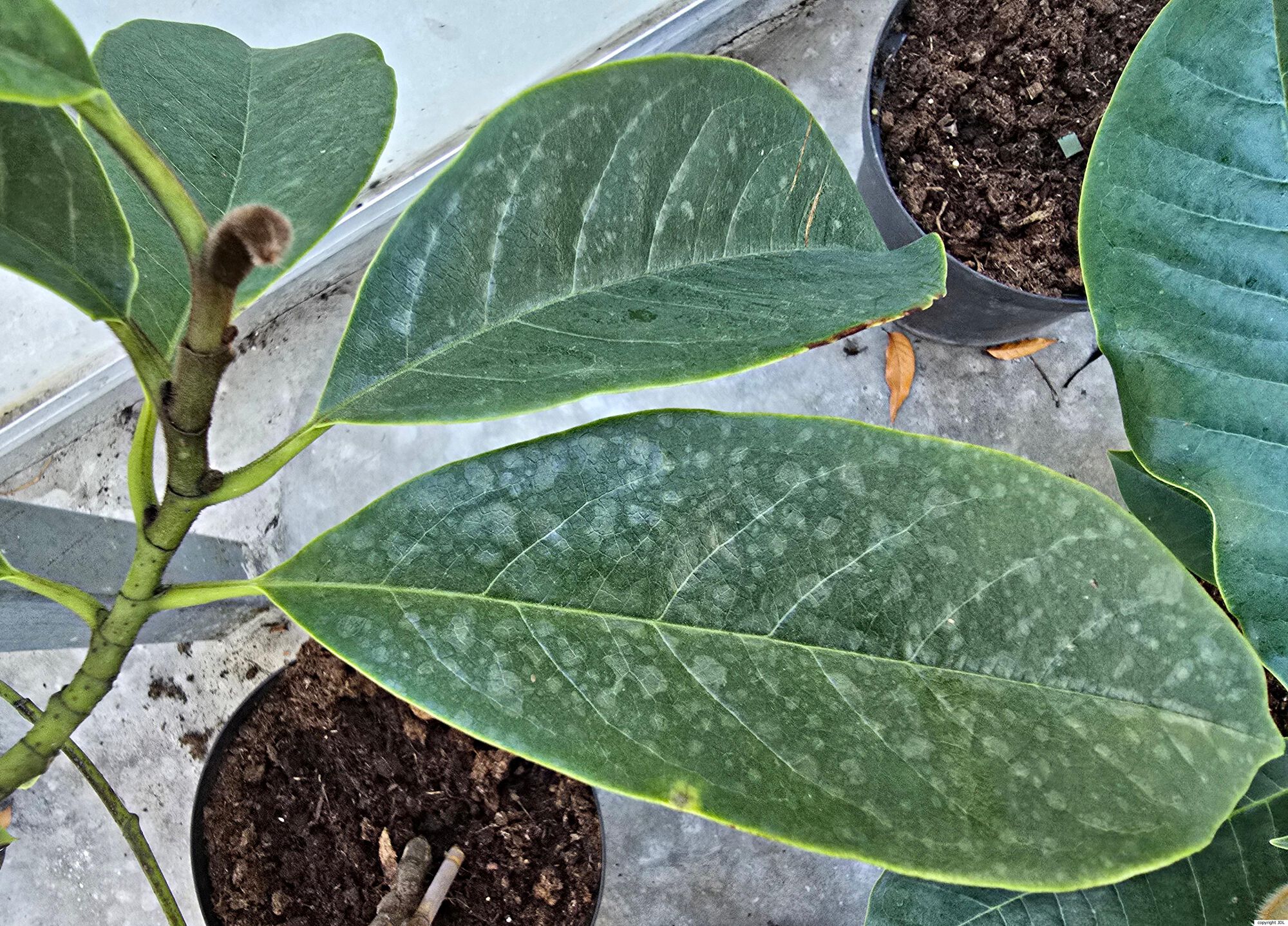 Magnolia opipara (Hung T.Chang & B.L.Chen) Sima