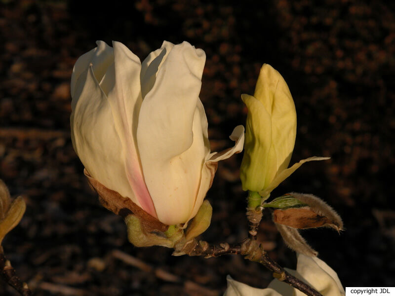 Magnolia 'Ivory Chalice' (M.acuminata × M.denudata)
