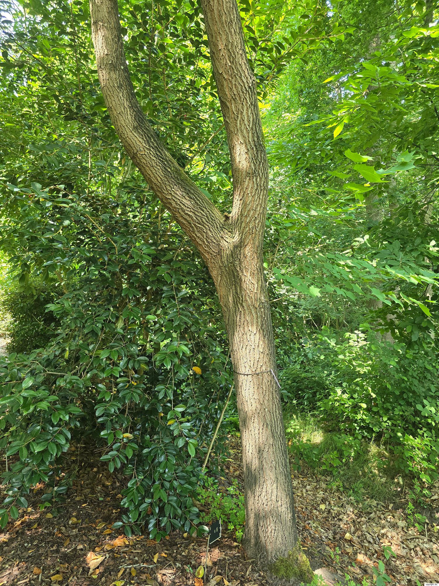 Sassafras tzumu (Hemsl.) Hemsl.