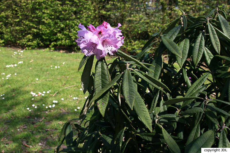 Rhododendron floribundum Franch.