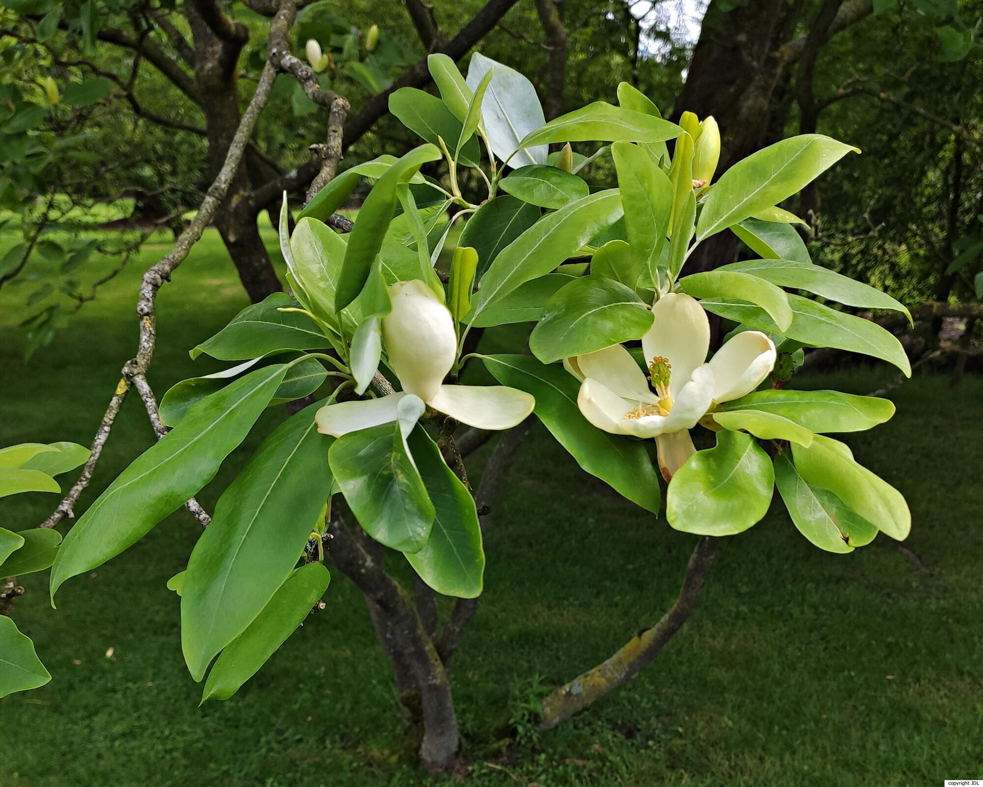 Magnolia virginiana L.