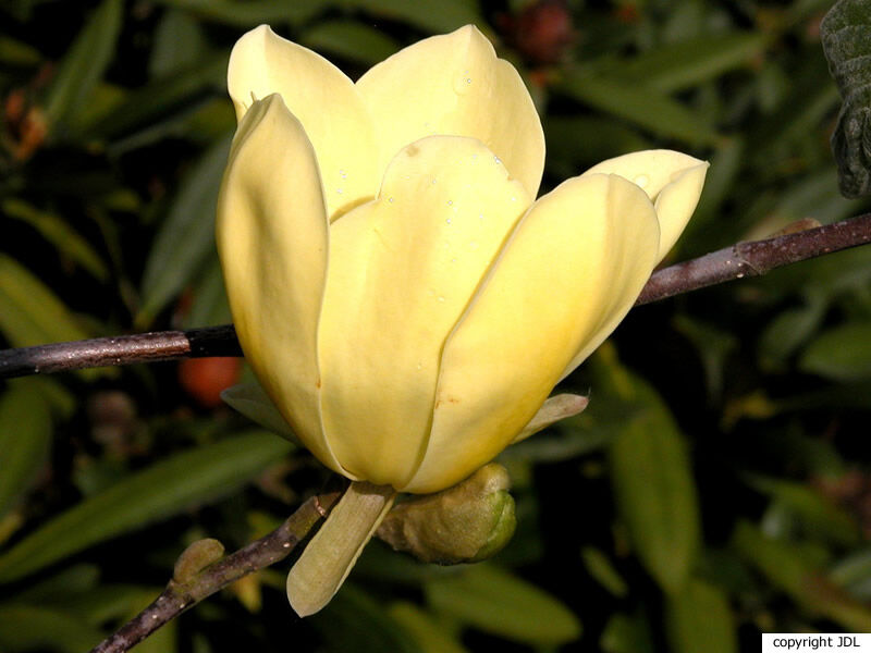 Magnolia 'Maxine Merrill' (M.acuminata subsp. subcordata 'Miss Honeybee' × M.×loebneri 'Merrill')