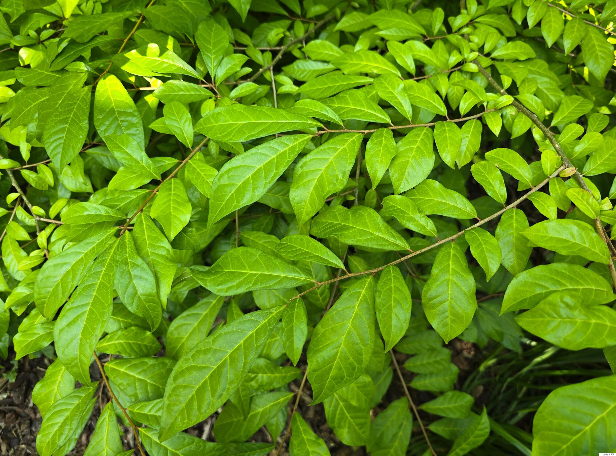Orixa japonica Thunb.