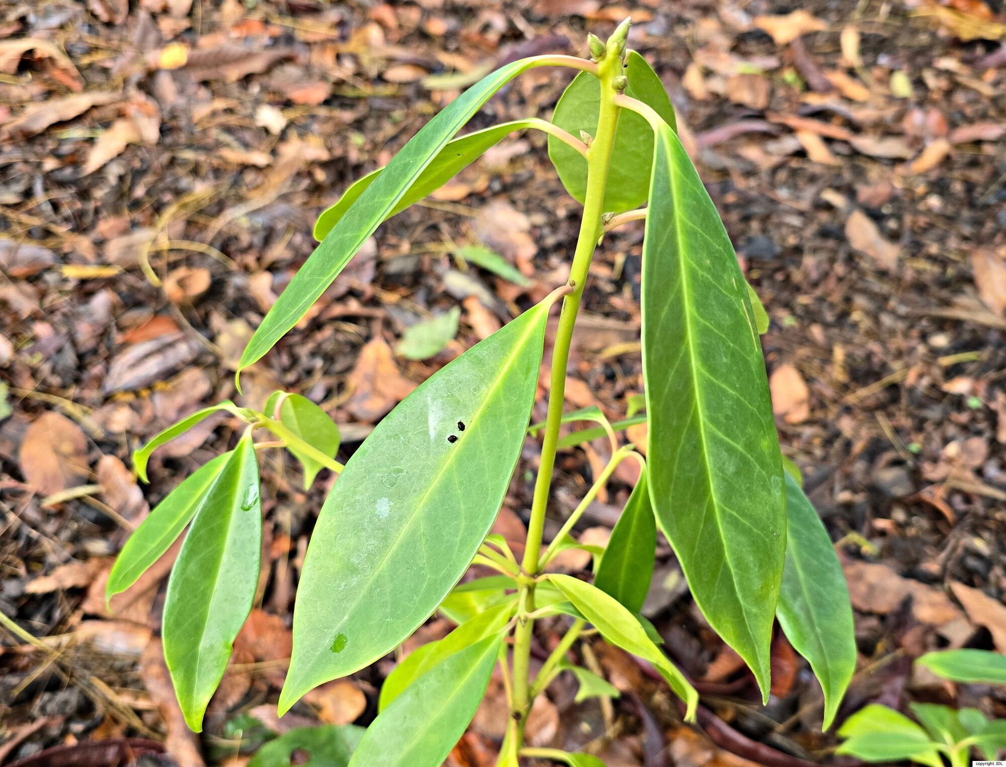 Illicium micranthum Dunn