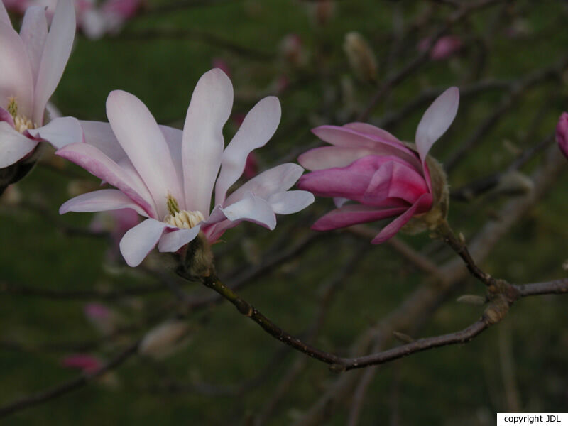 Magnolia ×loebneri Kache 'Grayswood' (M.kobus × M.stellata)