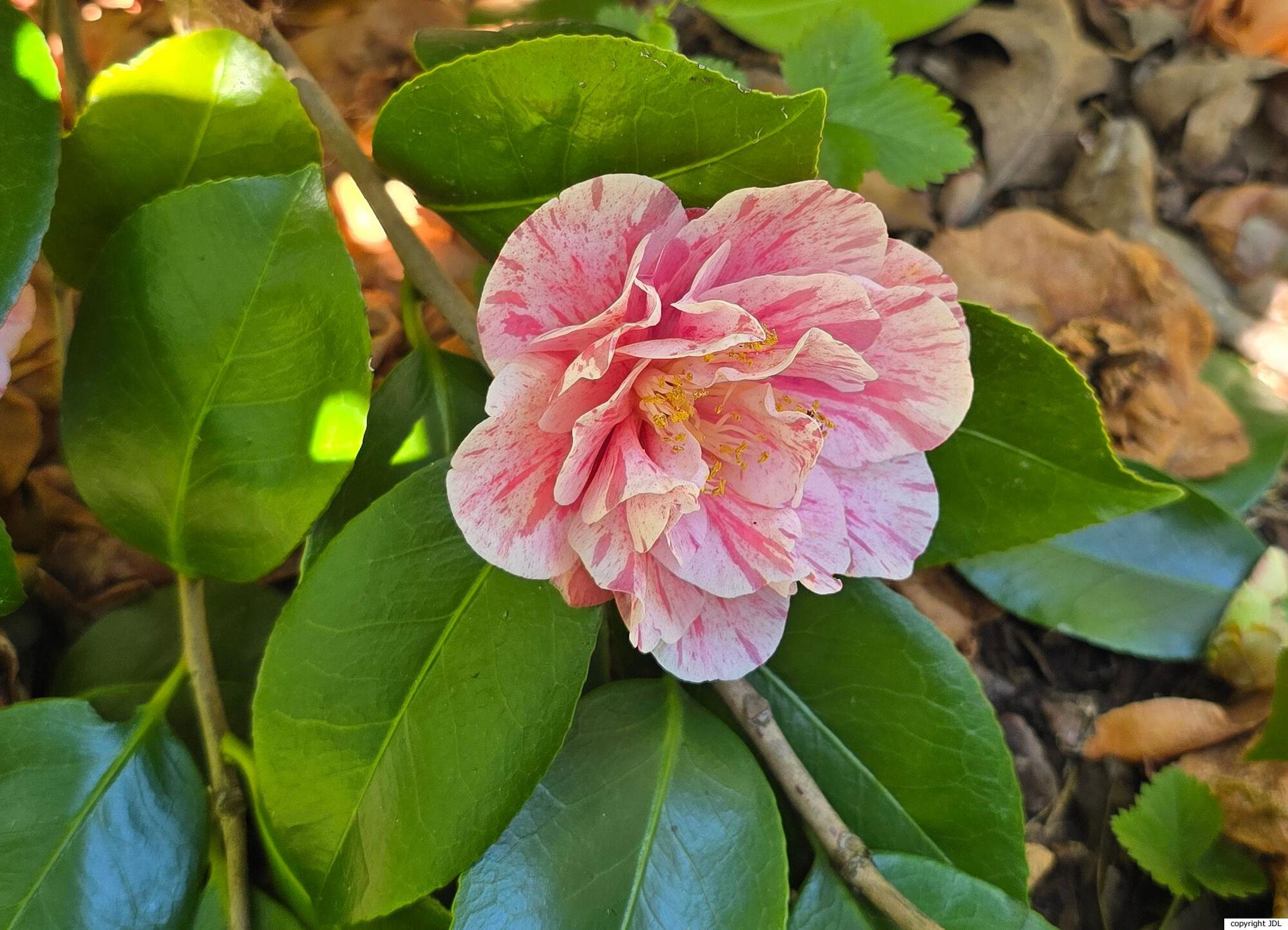 Camellia japonica L. cultivar