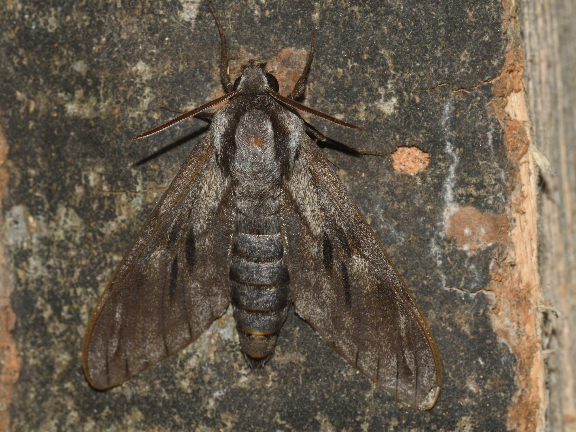 Sphinx pinastri Linnaeus, 1758