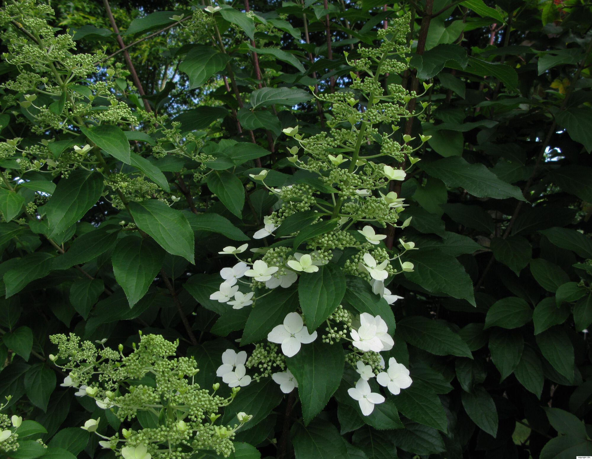 Hydrangea paniculata Siebold