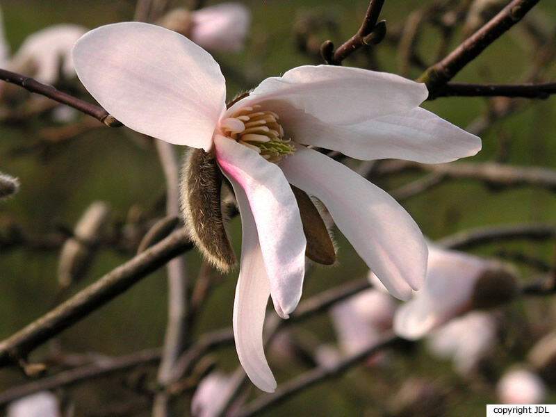 Magnolia aff. kobus DC.