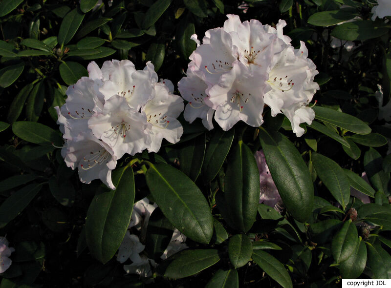 Rhododendron 'Silberglanz' (R. 'Humboldt' × R. yakushimanum 'Koichiro Wada')