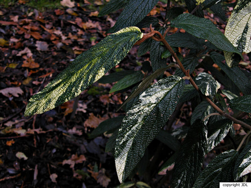 Viburnum rhytidophyllum Hemsl. 'Variegatum'