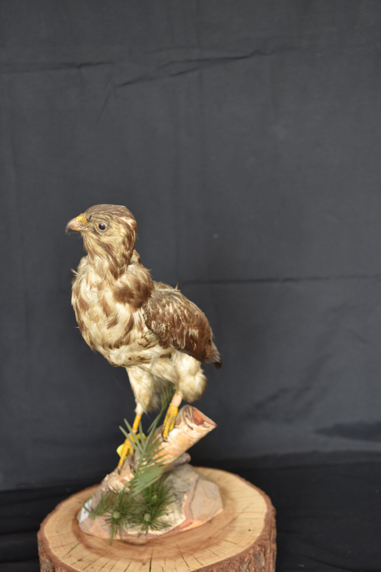 20190826 Collectie Opgezette dieren