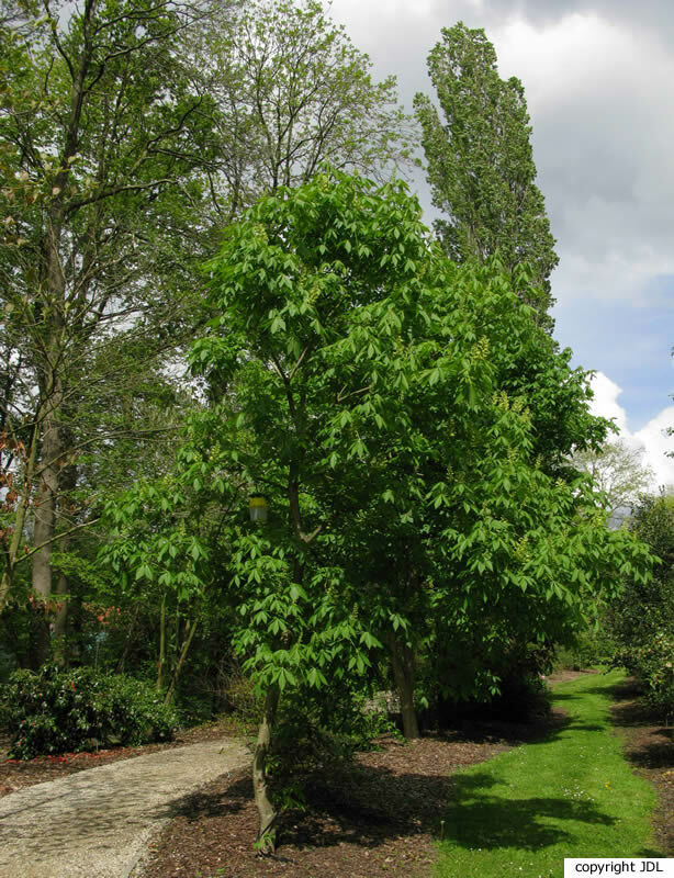 Aesculus ×marylandica Booth. (A.flava × A.glabra)