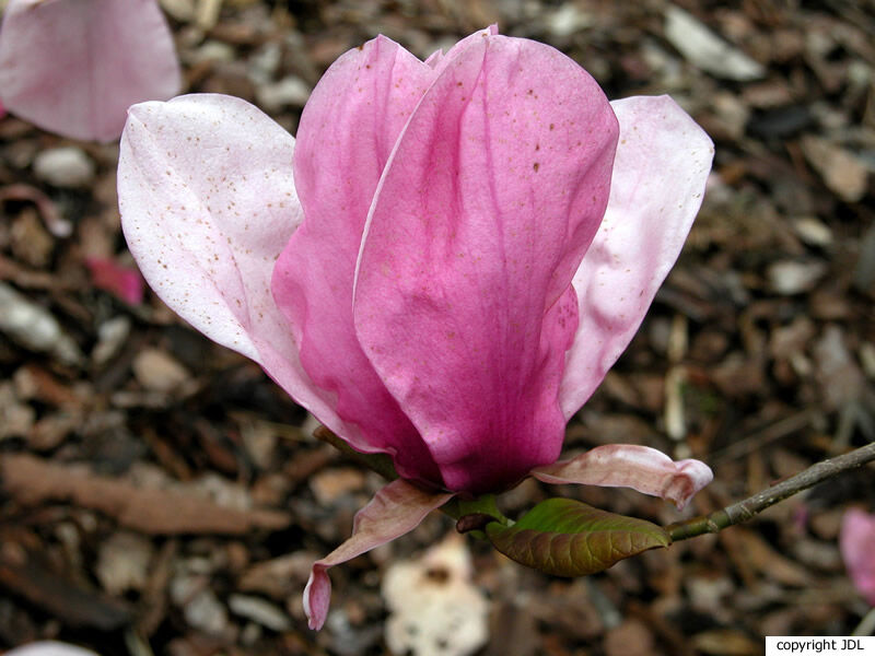 Magnolia 'Galaxy' hybrid (M.'Galaxy' × M.campbellii var. mollicomata)