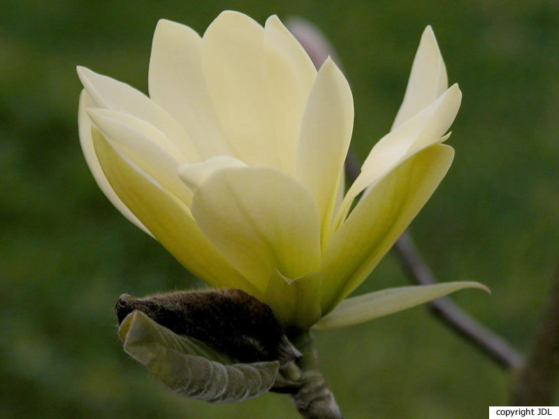 Magnolia 'Gold Star' (M.acuminata var. subcordata ‘Miss Honeybee’ × M.stellata 'Rubra')