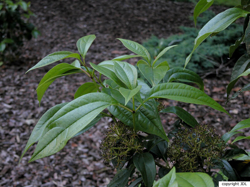 Viburnum cinnamomifolium Rehder