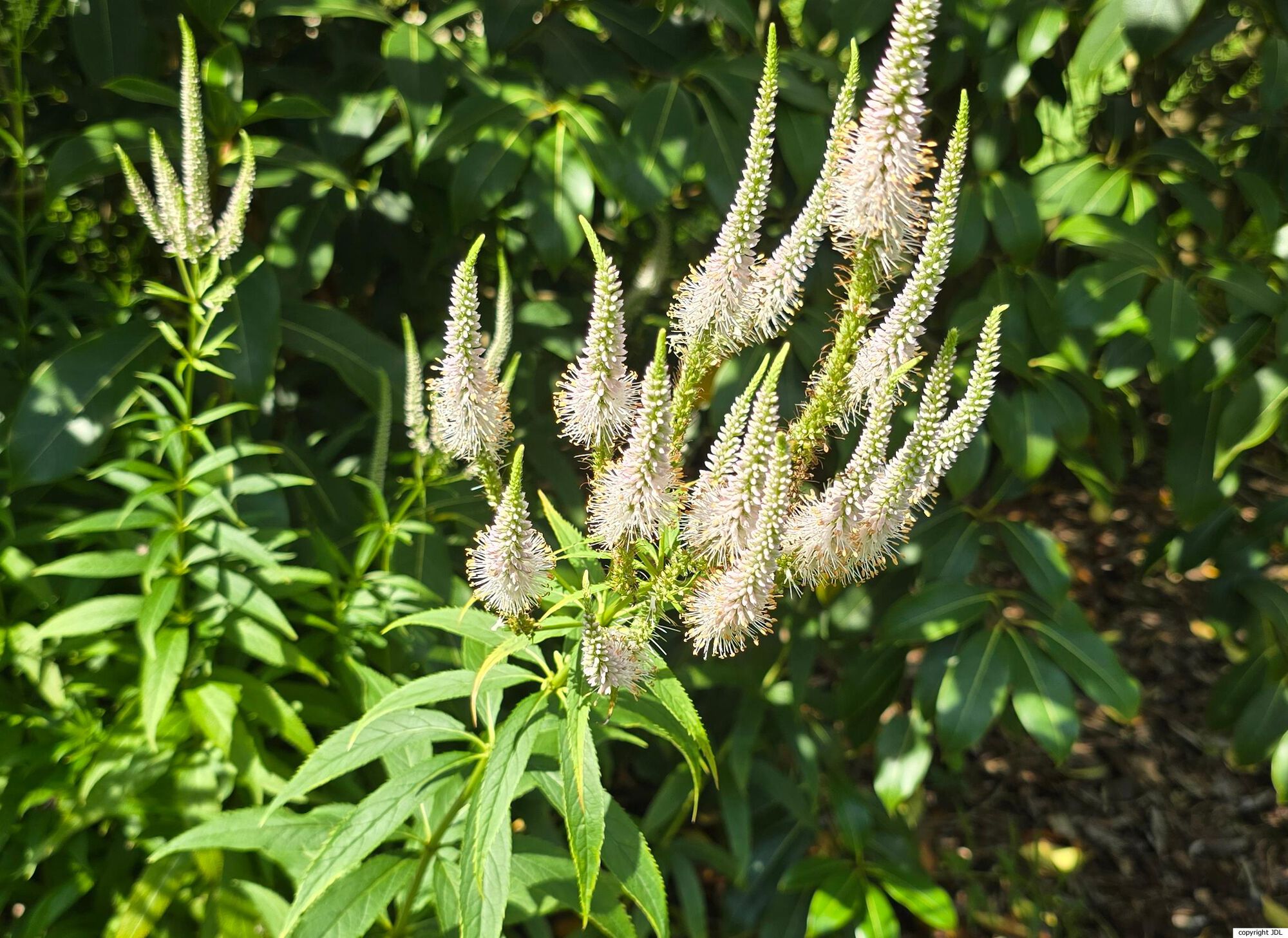 Veronicastrum virginicum (L.) Farw. 'Spring Dew'