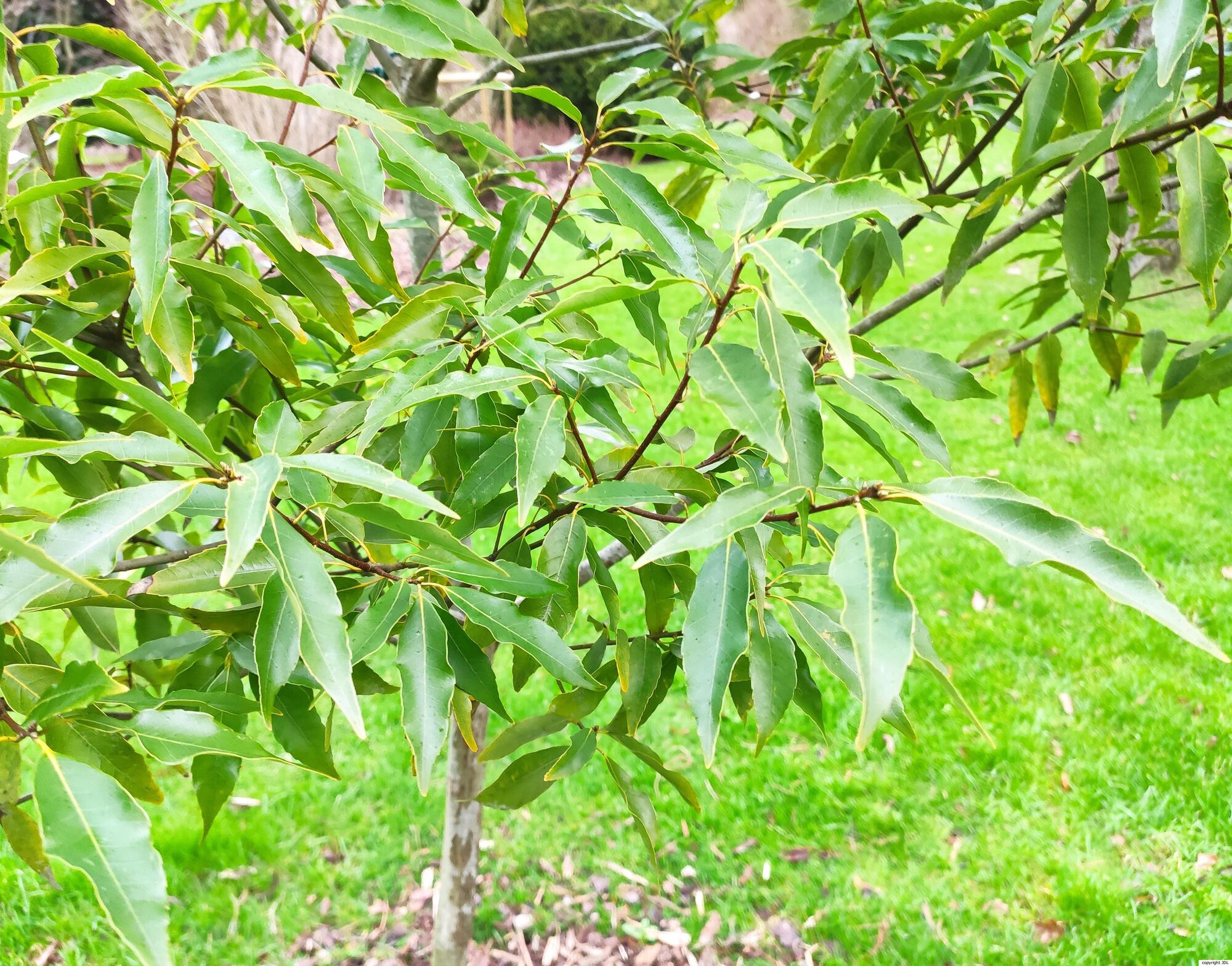 Quercus myrsinifolia Blume