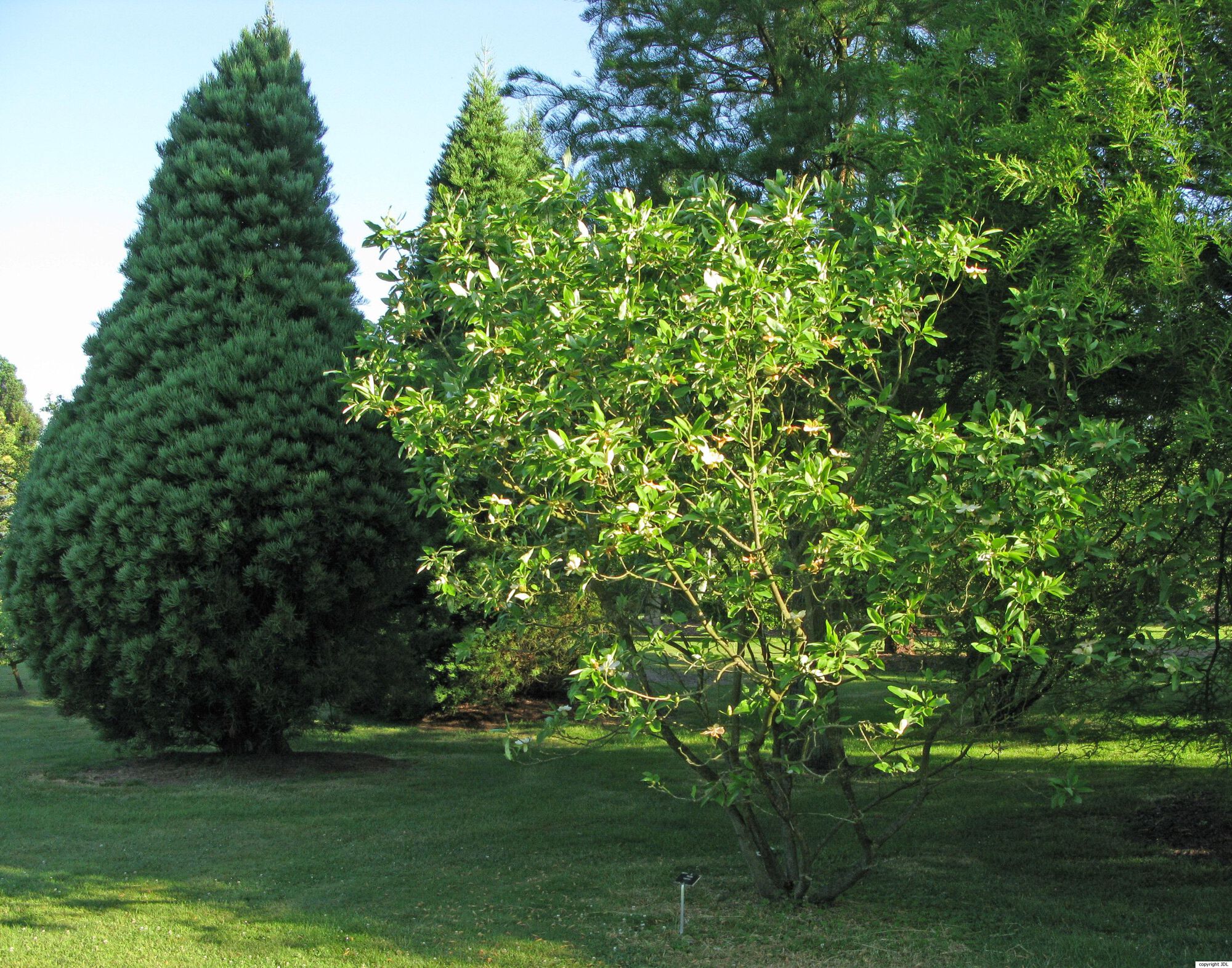 Magnolia virginiana L.
