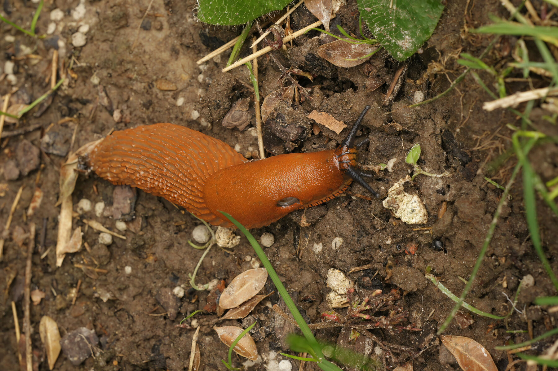 Arion rufus/vulgaris