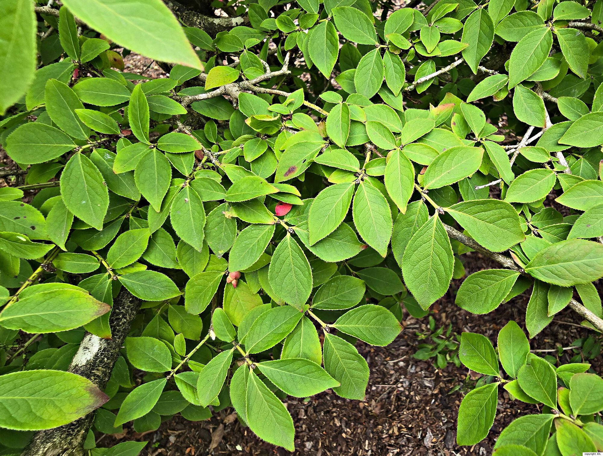 Euonymus sacrosanctus Koidz.