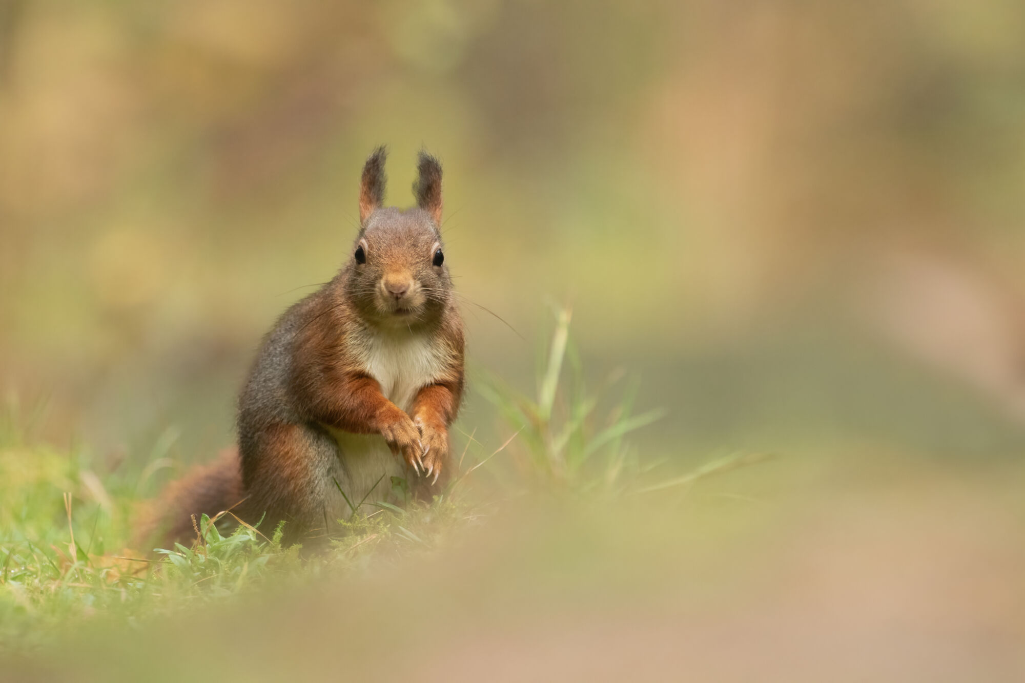 Sciurius vulgaris (Linnaeus, 1758)