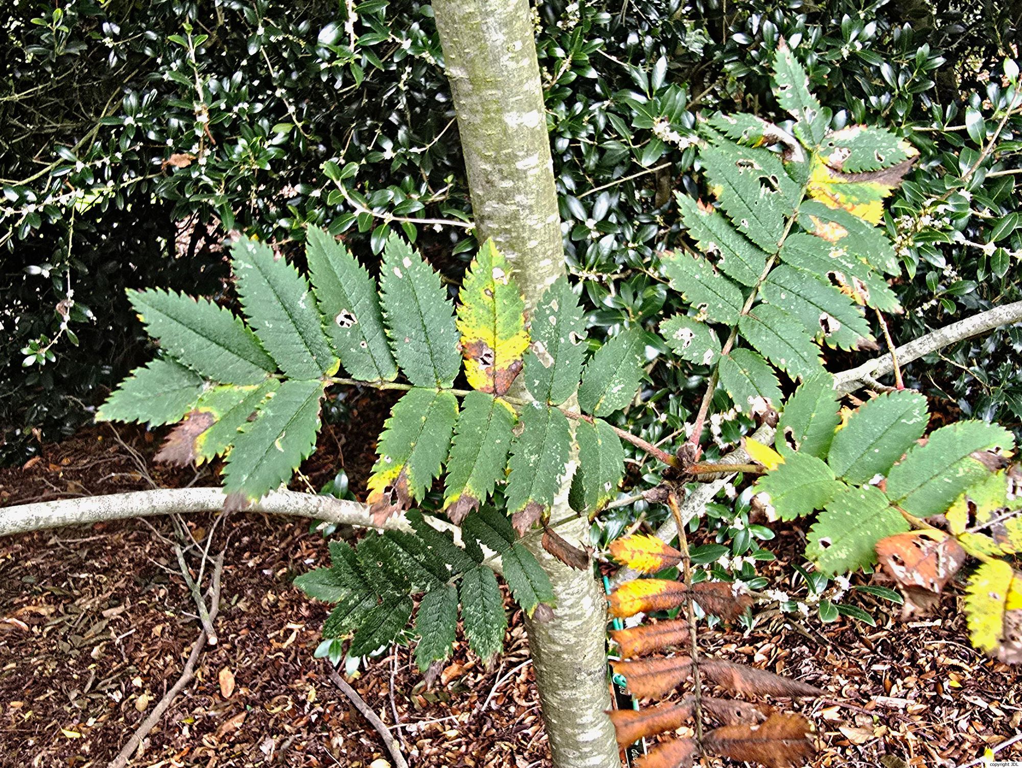 Sorbus aucuparia L.