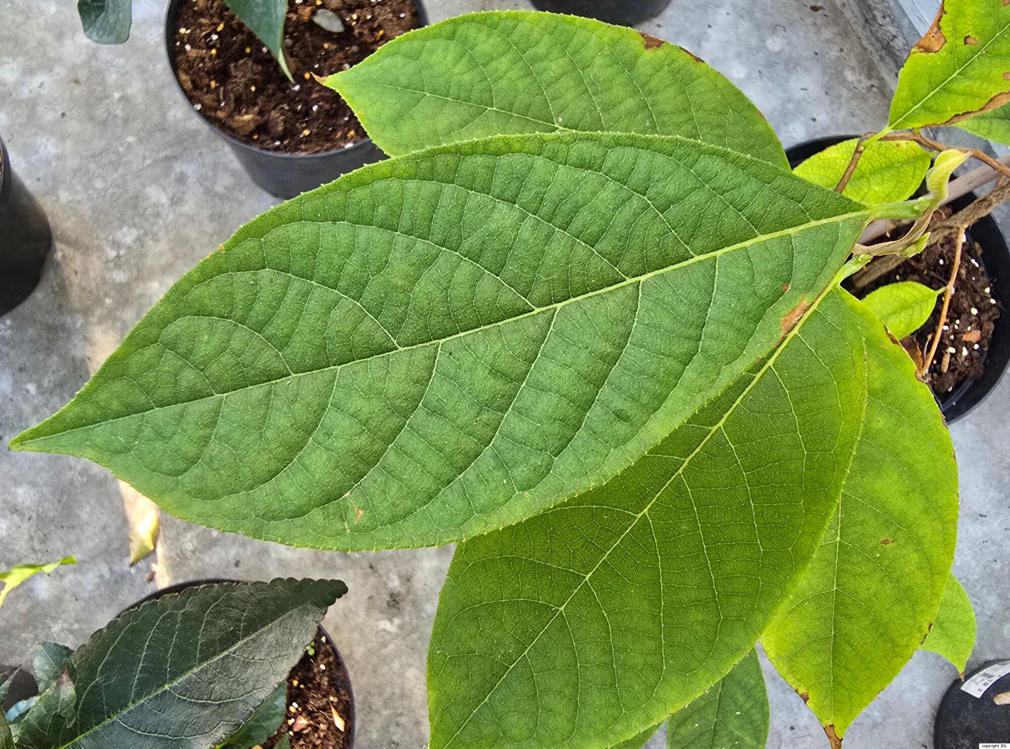 Melliodendron xylocarpum Hand.-Mazz.