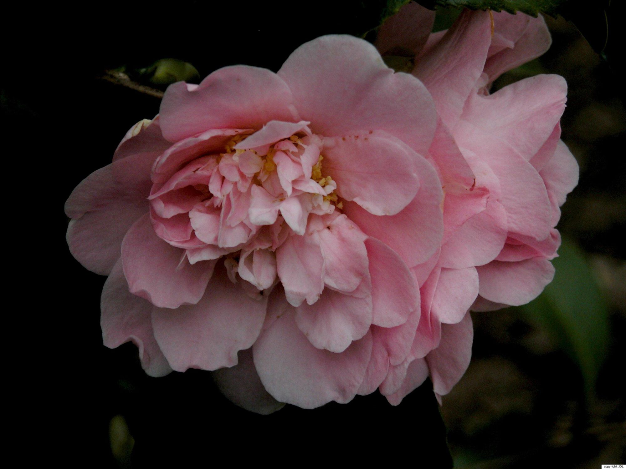 Camellia japonica L. 'King's Ransom'