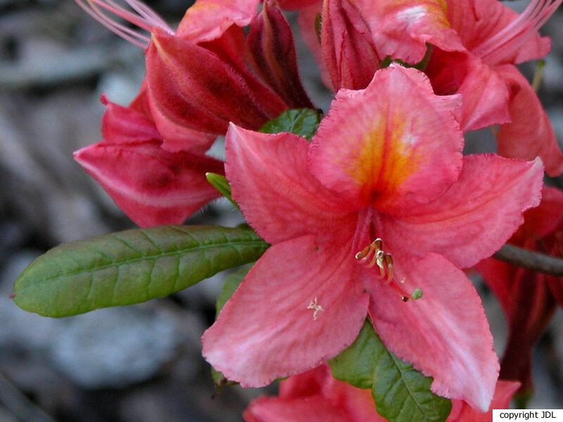 Rhododendron 'Prince Baudouin' (Harde Gentse/Rustica)