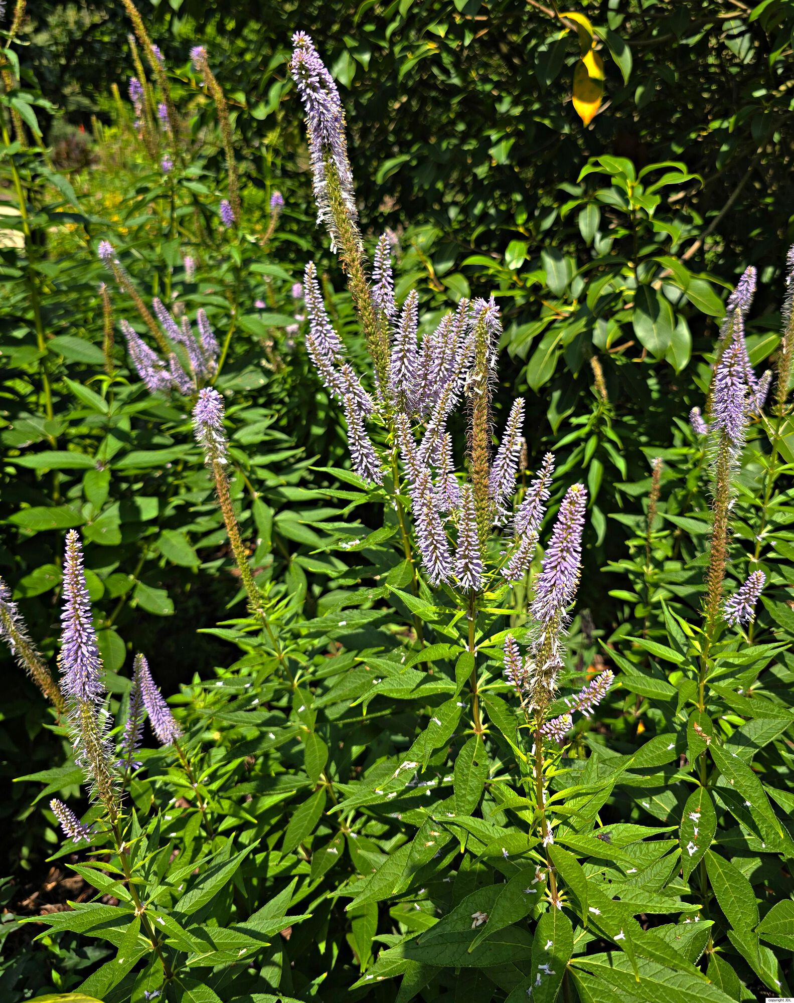 Veronicastrum virginicum (L.) Farw. 'Apollo'