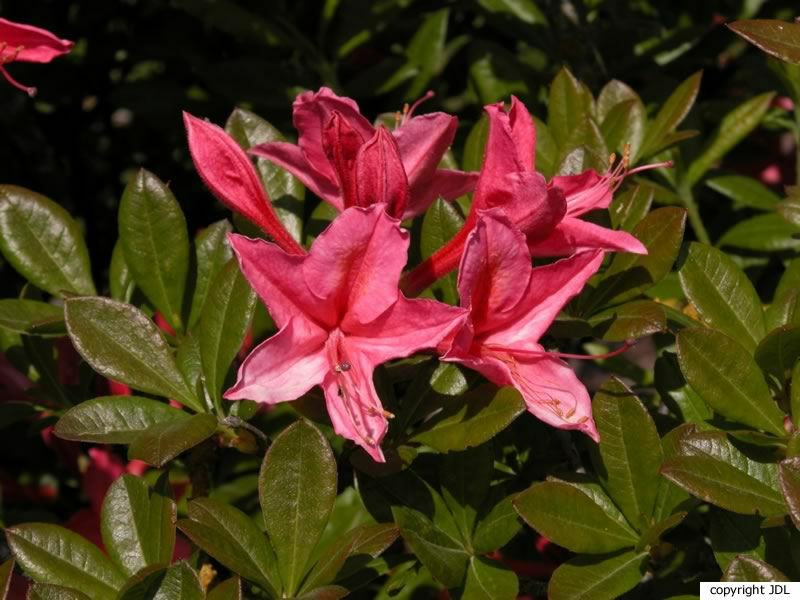 Rhododendron 'Jolie Madame' (R. viscosum hybrid)