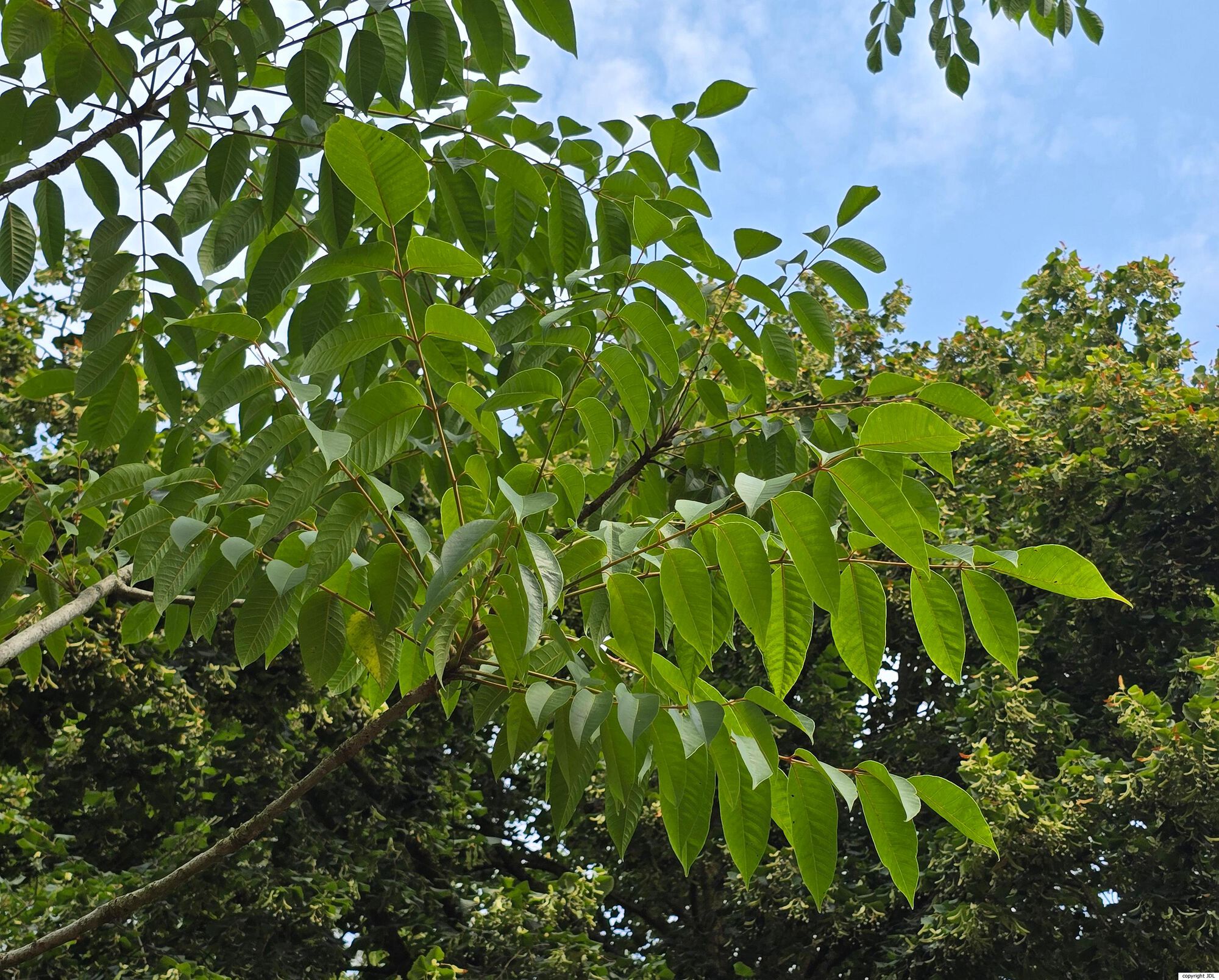 Toxicodendron succedaneum (L.) Kuntze